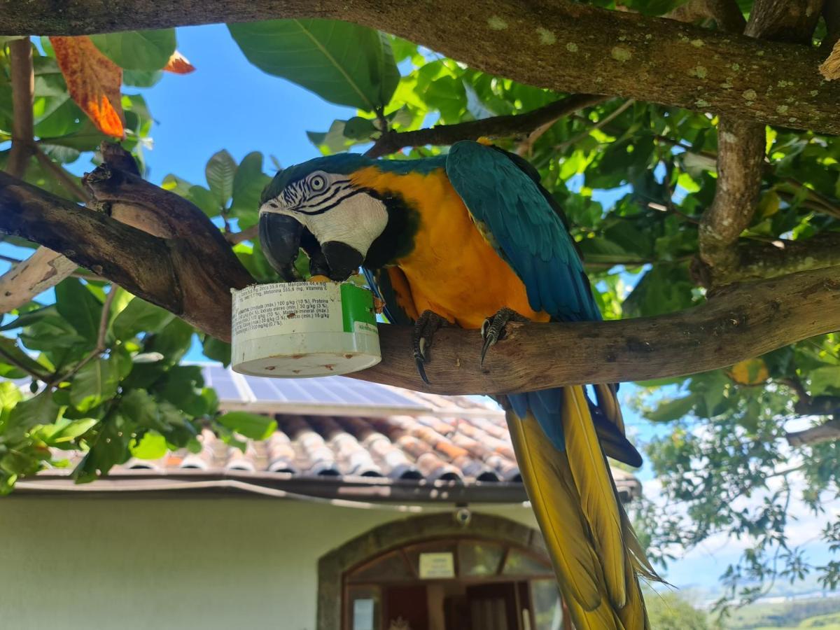 Pousada Nossa Senhora Penedo  Zewnętrze zdjęcie Blue and yellow macaw